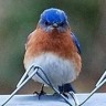 bluebird of bitterness