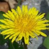Dandelion Salad