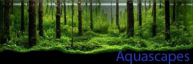Aquascape